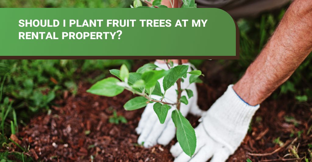 Should I plant fruit trees at my rental property? Dirt2tidy