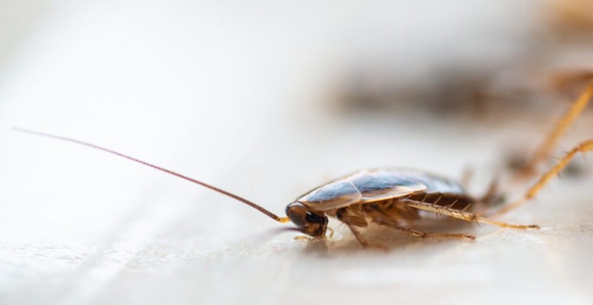 Can I break my lease because of cockroaches? Dirt2Tidy Cleaners