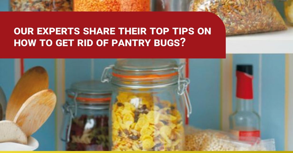 Our Experts Share Their Top Tips On How To Get Rid Of Pantry Bugs