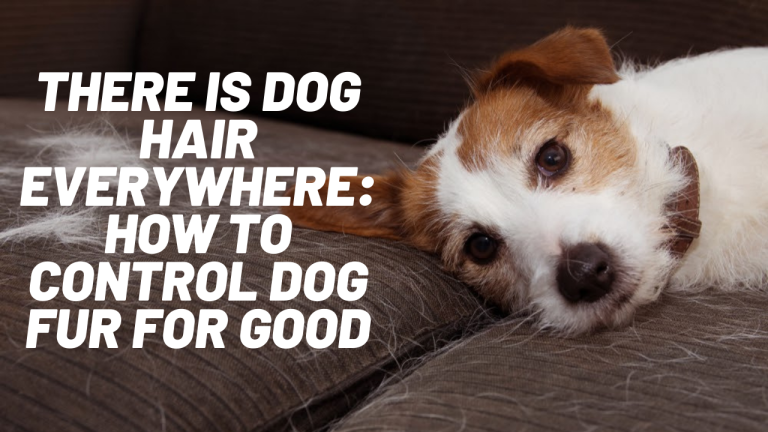 keep dog fur under control