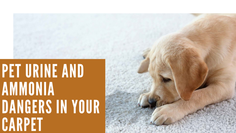 urine remover for carpet