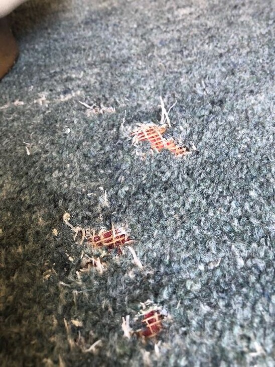 How Do I Keep Insects and Beetles From Breeding in My Carpet? 3 Carpets
