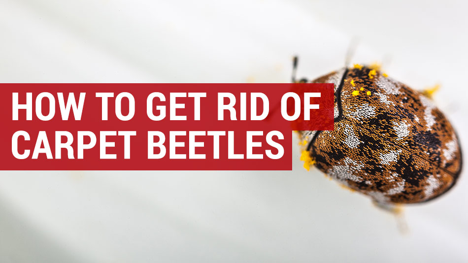 How Do I Keep Insects and Beetles From Breeding in My Carpet? 5 Carpets