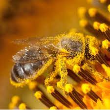 Insects: What is the point of flies? 2 Pollinators are Important! | Let's Talk Science