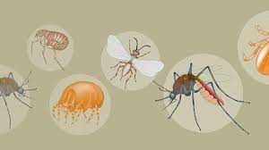Insects: What is the point of flies? 4 Vector-borne diseases