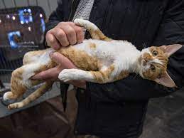 Can I give baking soda to my cat? 3 cleaning products