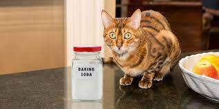 Can I give baking soda to my cat? 4 clean