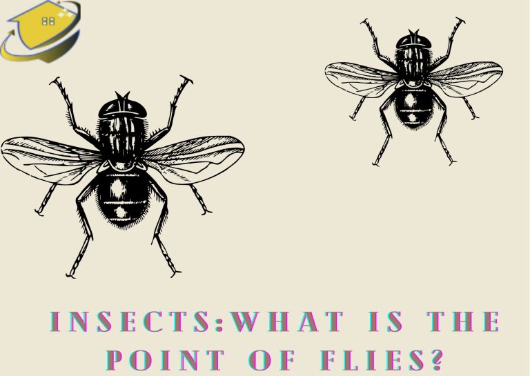 Insects: What is the point of flies?