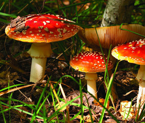 Insects: What is the point of flies? 3 4459088