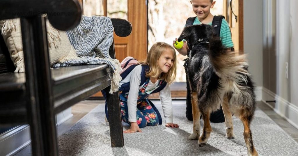 How soon can you walk on a carpet after cleaning? 1 carpet steam cleaning