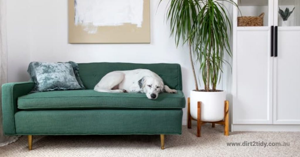 How to clean out a potting soil stain from a rug? 1 How to clean out a potting soil stain