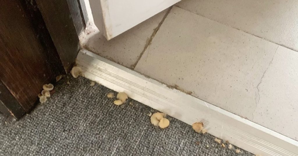 carpet steam cleaning