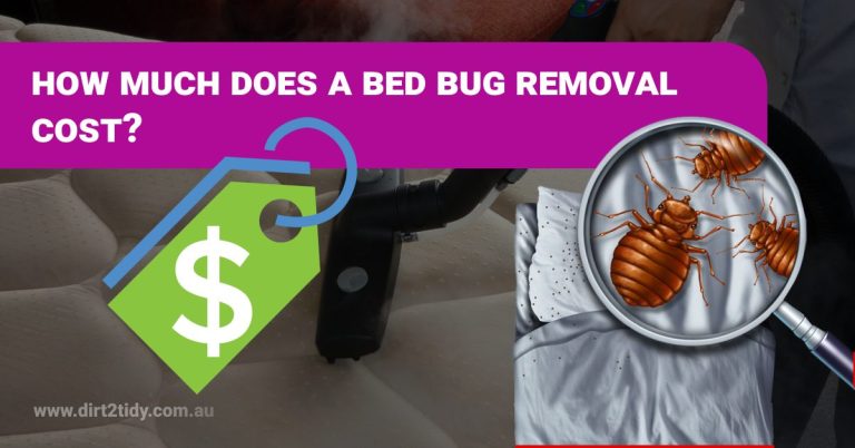 bed bugs