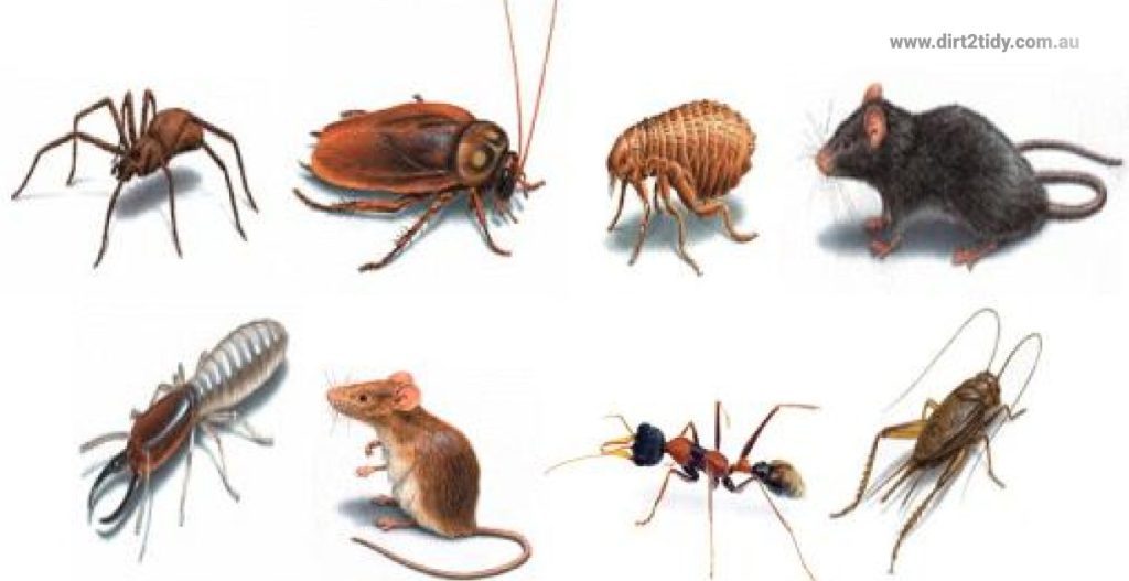 cleaning services sydney