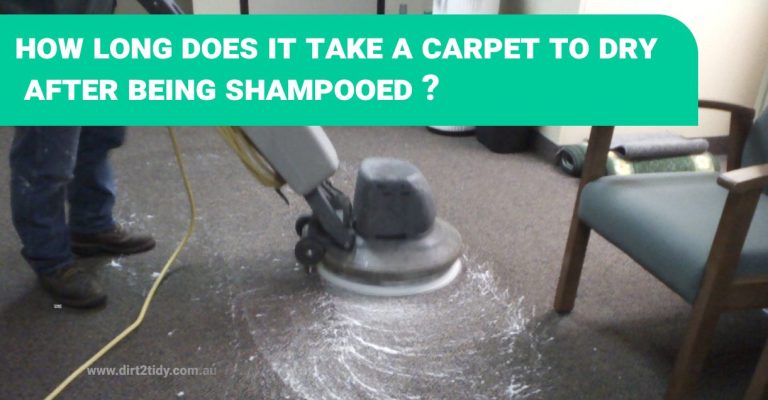 carpet steam cleaning