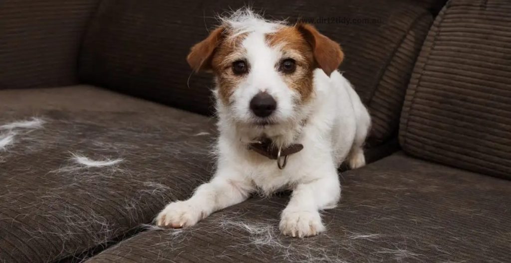 What are the 10 uses for a vacuum cleaner? 2 cleaning services