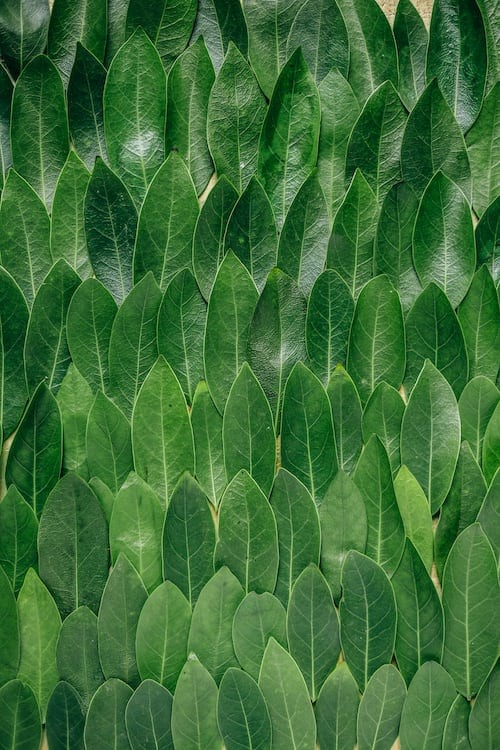 kratom leaves