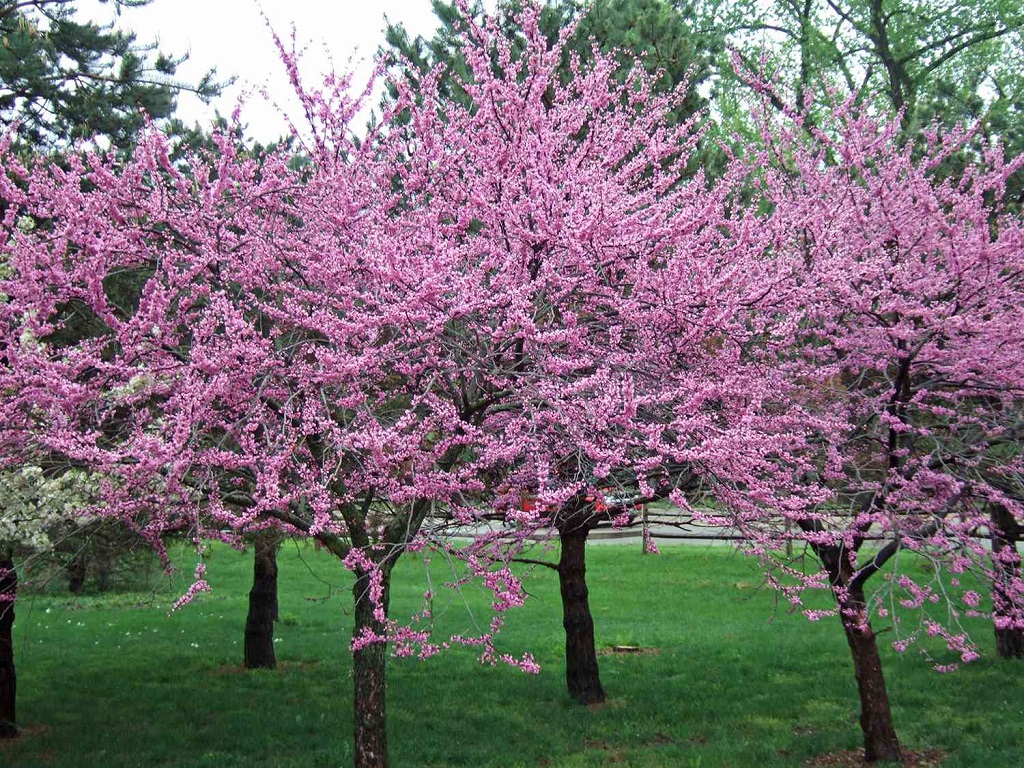 flowering trees