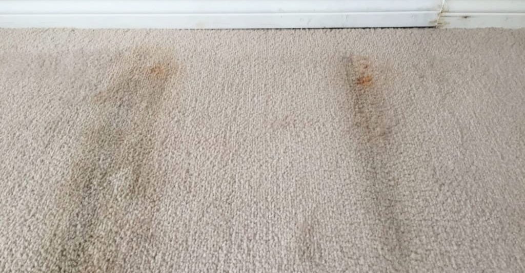 replace carpet
