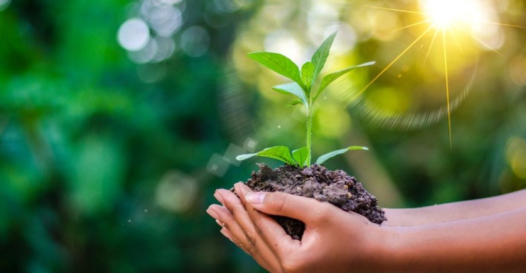 organic carpet cleaning