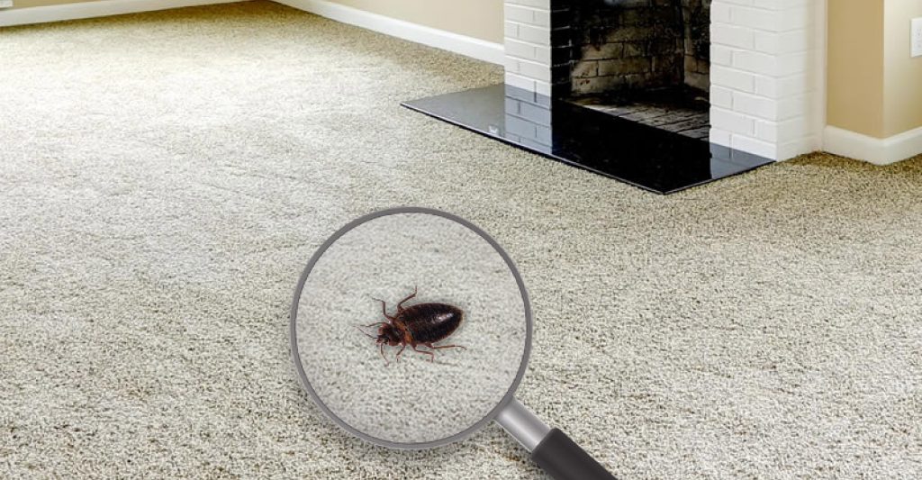 Why is carpet cleaning so important for a healthy house? 1 carpet cleaning