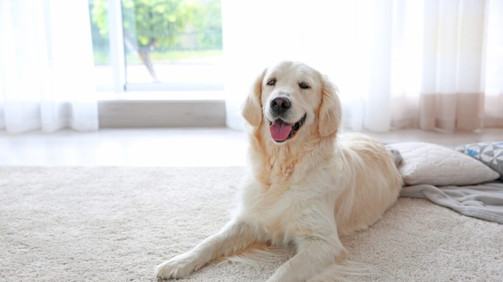 clean your carpet