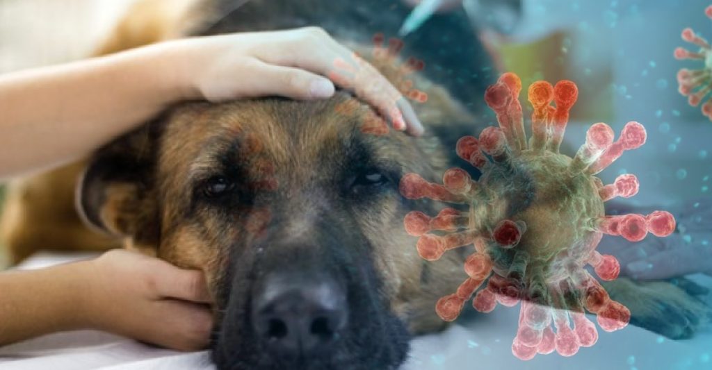 WHAT ARE DIRTY CARPETS DOING TO YOUR HEALTH? 4 pet virus