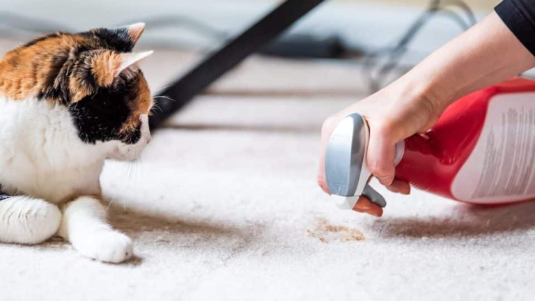 How to Clean Pet Stains from Common Household Surfaces