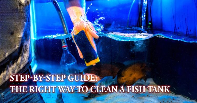 Clean a Fish Tank