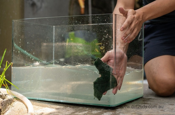 Clean a Fish Tank