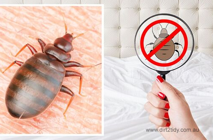 kill bed bugs at home