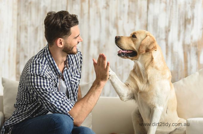 How difficult is it to remove pet odour from a home? 2 remove pet odour