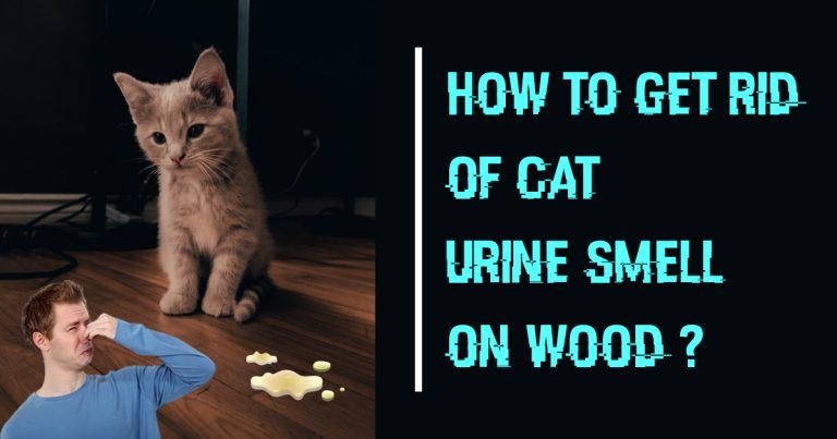 cat urine smell