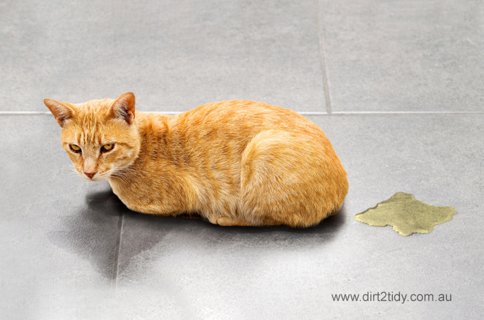 How to get rid of cat urine smell on wood? 3 cat urine smell