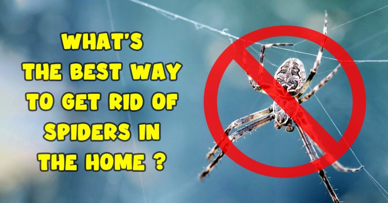 What’s the best way to get rid of spiders in the home?