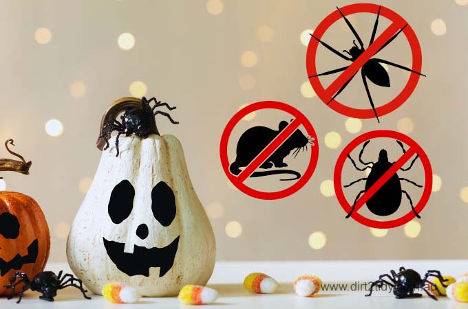  Keep Pests Away This Halloween: Essential Pest Control Tips