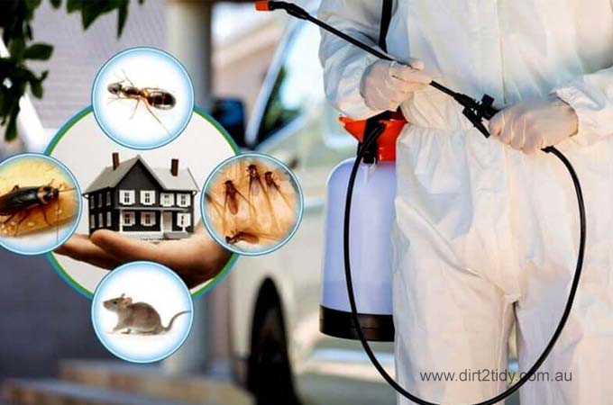 Common Household Pests and How to Control Them 4 81 b