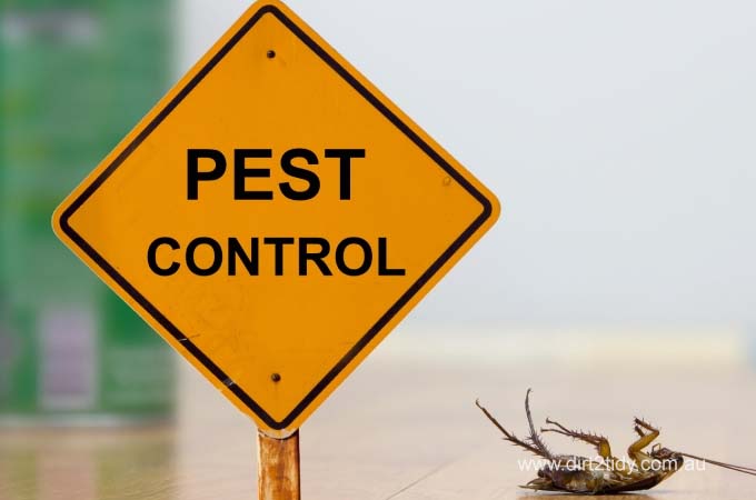 Common Household Pests and How to Control Them 3 81 c