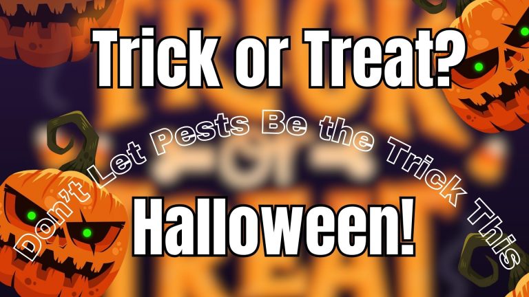 Keep Pests Away This Halloween: Tips for a Pest-Free Home