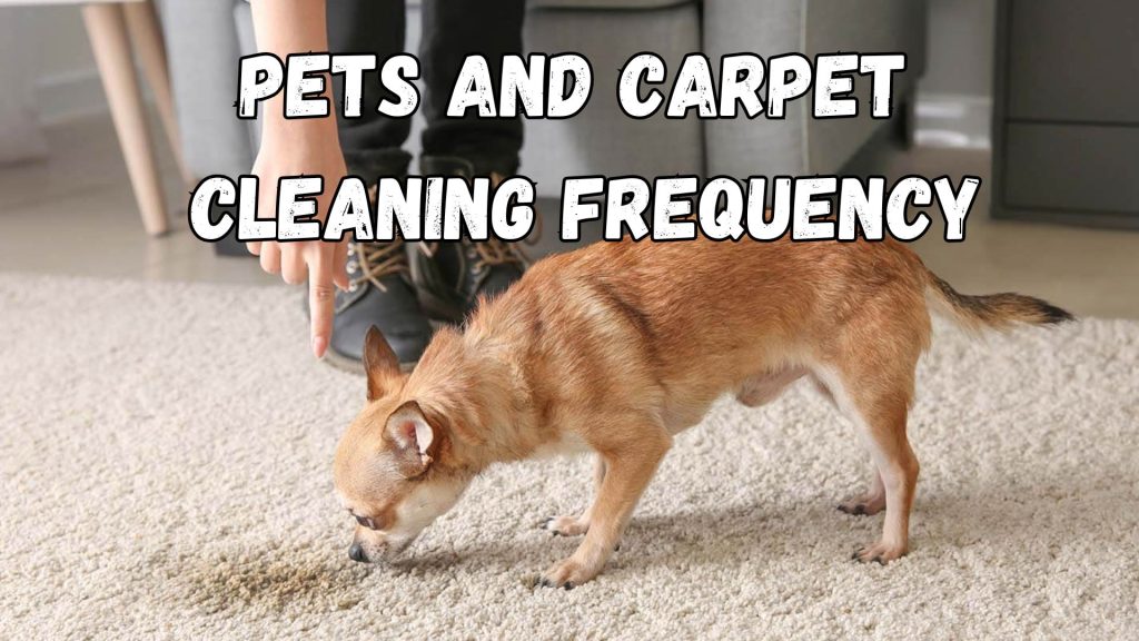 How Often Should You Steam Clean Your Carpets? 4 Steam Clean Your Carpets