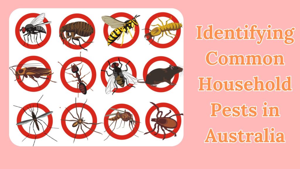 Pest Control Tips for Australian Homes 3 Pest Control Tips