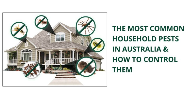 The Most Common Household Pests in Australia and How to Control Them