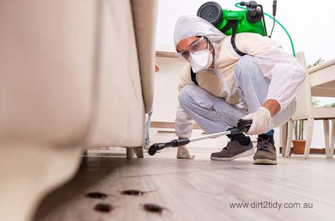 Household Pests in Australia