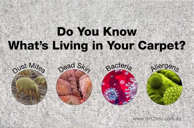 Carpet steam cleaning for allergies