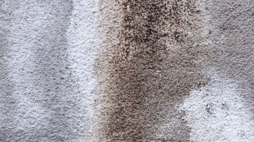 carpets be steam cleaned