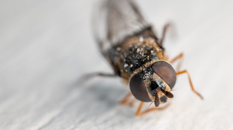 Can Bed Bugs Spread Diseases