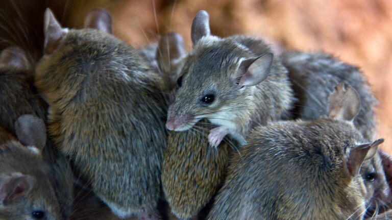 tenant terminate a lease