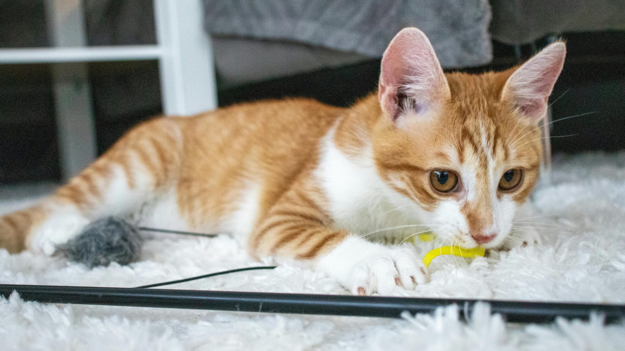 clean your carpet
