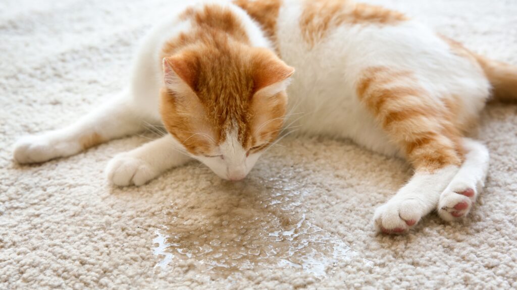 How Often Do You Clean Your Carpet when You Have Pets? 2 clean your carpet