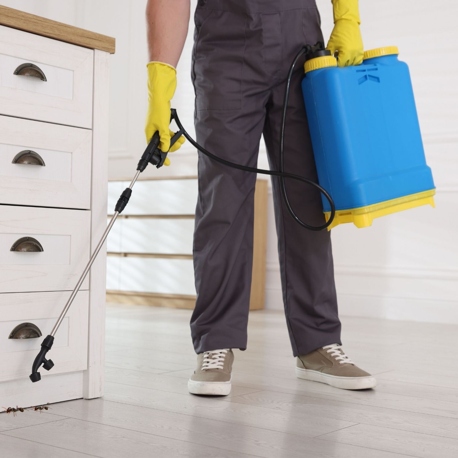 ant treatment